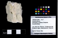 Foto (Objekt + Etikett) von Goniodromites sp.  (NHMW-GEO-1990-0041-3990)